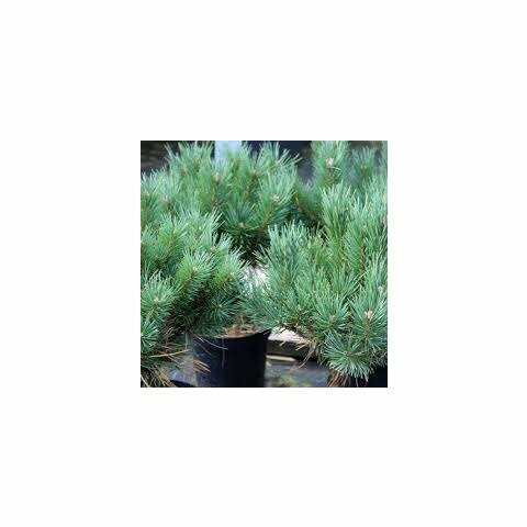 Borovice lesní 50/70 cm, v květináči Pinus sylvestris